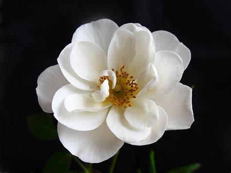 Pretty White Flower