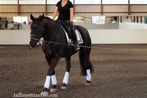 Lunging And Long Lining Clinic Rider Position An Equestrian Life