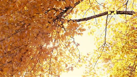 Sun Shining Through Fall Leaves Stock Footage Video 100 Royalty Free