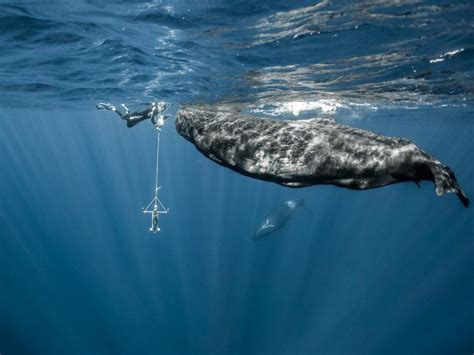 Cetaceans Fred Buyle Nektos
