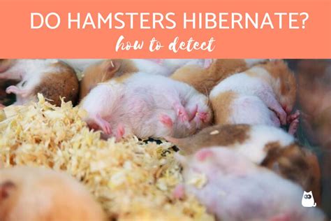 Do Hamsters Hibernate Is Your Hamster Dead Or Hibernating