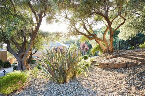 Xeriscape Landscaping With Olive Trees By Stocksy Contributor