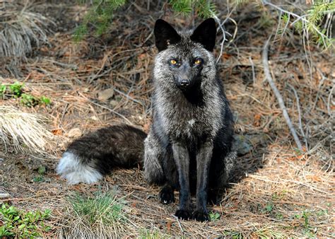The Silver Fox Of Sprucedale Park Photograph By Greg Walz