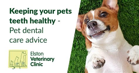 Both companies are authorised and regulated by the financial conduct authority. Keeping your pets teeth healthy | Pet dental care advice ...