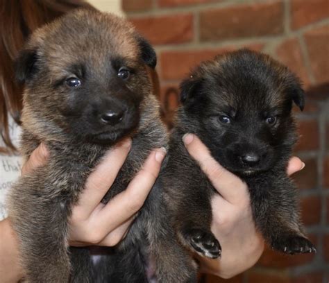 If you plan on getting a german shepherd puppy for yourself, it is important that you find the one that you like the best. German Shepherd Puppies For Sale | Springfield, MO #271715