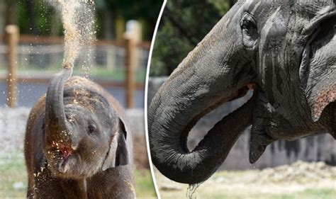Lady Elephant Returns To Zoo After Sex Vacation And Keepers Hope