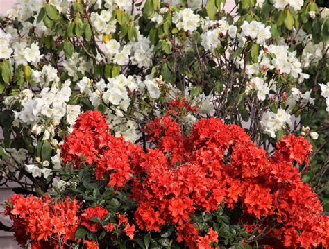 Hours may change under current circumstances Azaleas. Vancouver, WA. 05/2018. | Plants, Azaleas, Flowers