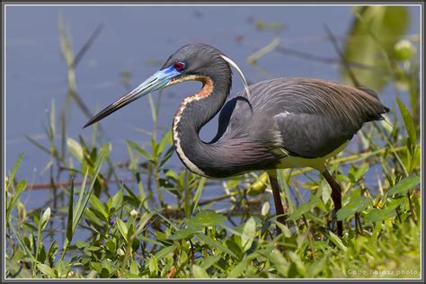 Tricolored Heron Series Birds In Photography On