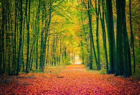Laeacco Autumn Forest Backdrop 10x65ft Vinyl Photography Background