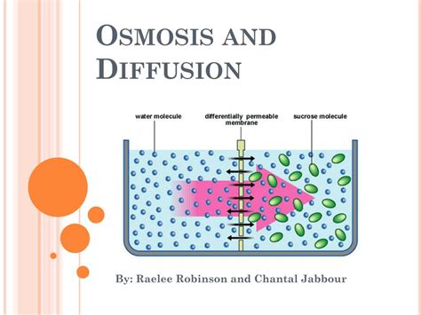 Ppt Osmosis And Diffusion Powerpoint Presentation Free Download Id