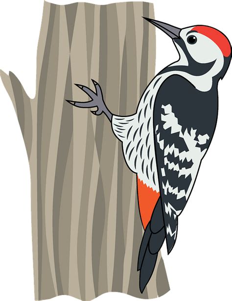 Woodpecker Clipart Free Download Transparent Png Creazilla