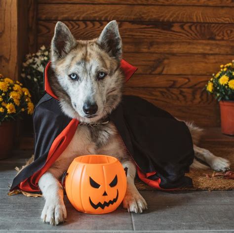 53 Best Dog Costume Ideas Diy Pet Halloween Costumes