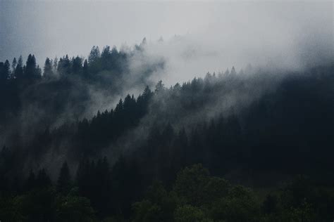 Download Wallpaper 2560x1440 Fog Trees Hills Mist Lan