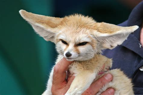File10 Month Old Fennec Fox Wikipedia The Free Encyclopedia