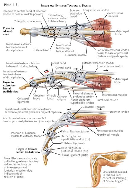 Flexor Tendon Zones Of Hand Bone And Spine Sexiezpicz Web Porn