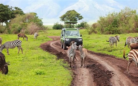 4 Days Joining A Shared Group Safari In Arusha Tanzania African