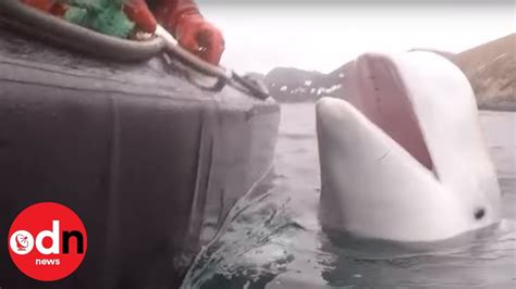 Whale Trained By Russian Military Found Off Norway Youtube