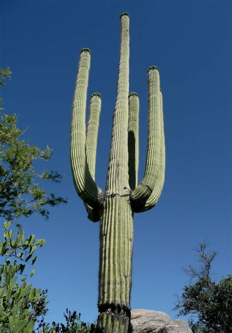 Carnegiea Gigantea Saguaro Cactus Live Plant Etsy