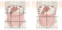 There are multiple anatomical areas within the abdomen, each of which contain specific contents and are bound by certain borders. Quadrants and regions of abdomen - Wikipedia