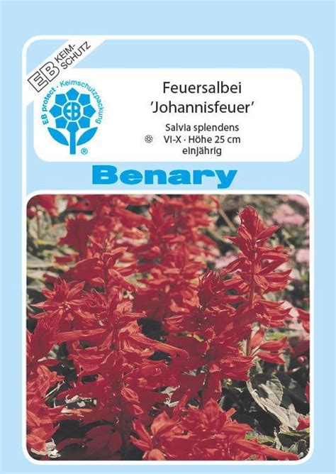 Dank viel beregnung mit dem rasensprenger, sieht mein garten immer noch grün aus, während drum herum mein garten ist ja auch ein ameisenparadies, aber sowas hatte ich zuvor noch nicht gesehen. Feuersalbei Johannisfeuer, einjährig | Salbei, Einjähriges ...