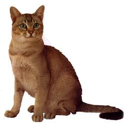 This species is larger, in general, than domestic cats, with males usually tipping the scales at close to. Asian Breeders Australia | Asian Info & kittens