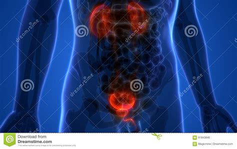 De Nieren Van Menselijk Lichaamsorganen Met Urineblaas Stock Illustratie Illustration Of