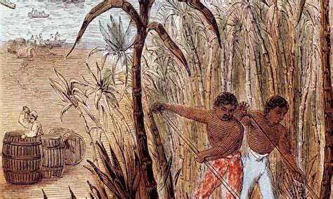 Slaves Cultivating Sugar Cane In The West Indies The Indian Down Under
