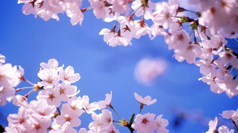 Free Download Sakura Blossom Wallpaper 66 Group Wallpapers 1920x1200