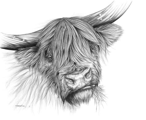 View Scottish Highland Cow Coloring Page Pictures Tobe Gen Oplove