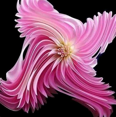 Most Beautiful And Rare Flower