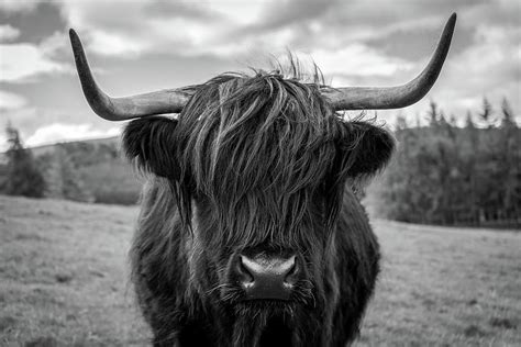 Black And White Highland Cow Photograph By James Williamson Fine Art