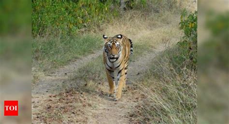 Second Tiger Found Dead In Kanha Madhya Pradesh Loses 24th Tiger In