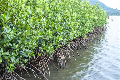 Mangrove Trees Care How To Grow Mangrove Trees Indoors