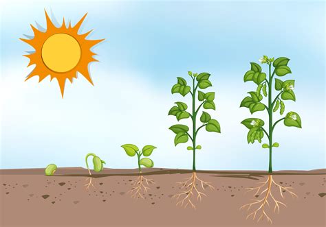 Plant Growing At Different Stages 368617 Vector Art At Vecteezy