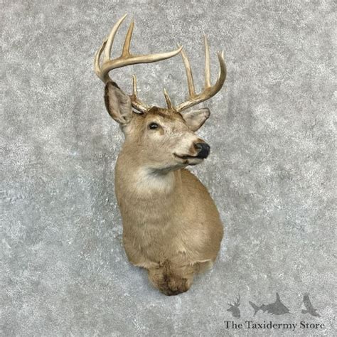 Whitetail Deer Shoulder Mount For Sale 27097 The Taxidermy Store