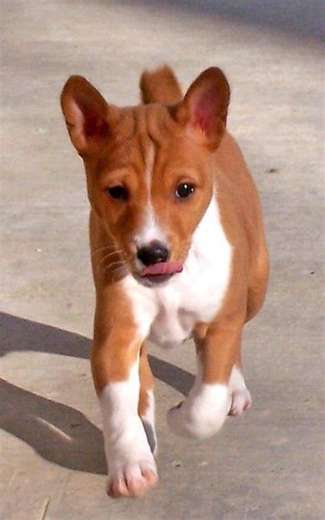 Basenji Puppies Cute Dogs Basenji Puppy Dog Breeds