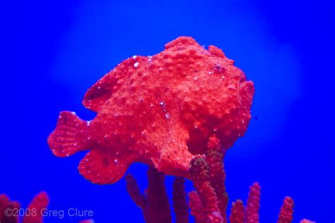 In hawaii, there have been no reported fatalities due to scorpion stings. Greg Clure Photography | Hawai'i | Scorpion Fish, Maui ...