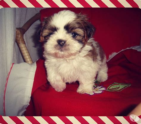 Tem 23 ou mais anos e ainda não foi vacinado(a)? lindo shih tzu tricolor machinho vacinado e tudo mais mini ...