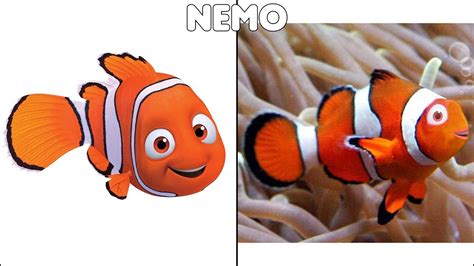 Finding Nemo Characters In Real Life Youtube