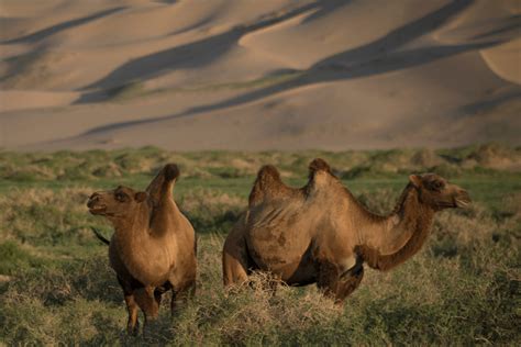 Wild Camels Wildlife Foundation