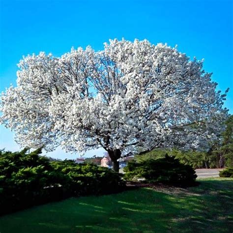 Flowering dogwood trees can grow anywhere from 15 to 25 feet high. Dogwood Tree For Sale
