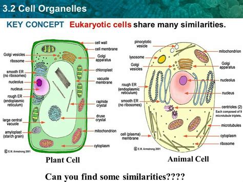In this animated object, learners are introduced to the structure and function of animal cell organelles. Draw a plants and animal cell. name the seven important ...