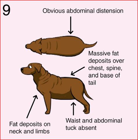 6 Signs Your Dog Is Overweight