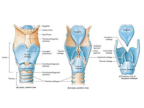 Anatomy Of Larynx