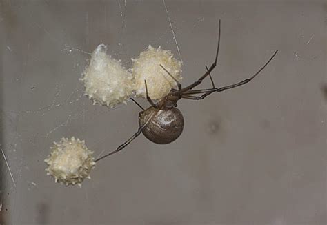 9 Brown Widow Spider The Worlds Most Dangerous Spiders Warning