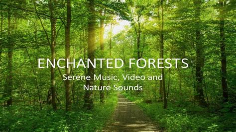 Enchanted Forest Relaxing Music And Forest Sounds To Meditate Or Study