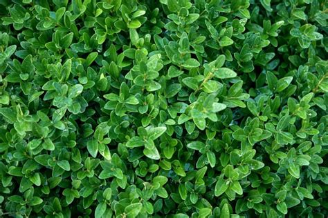 How To Choose Shrubs For Landscaping A Beginners Guide