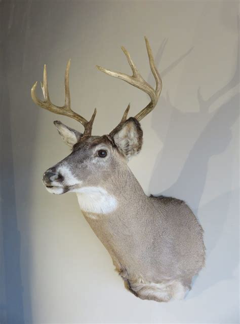 Whitetail Deer Shoulder Mount W 128m Mounts For Sale