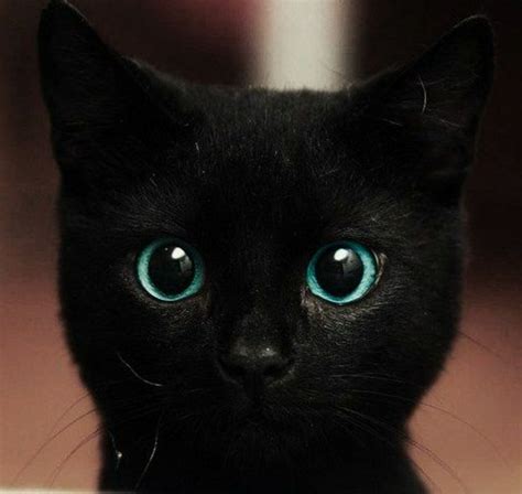 Baby Eye Color Black Kitten With Unusual Green Blue