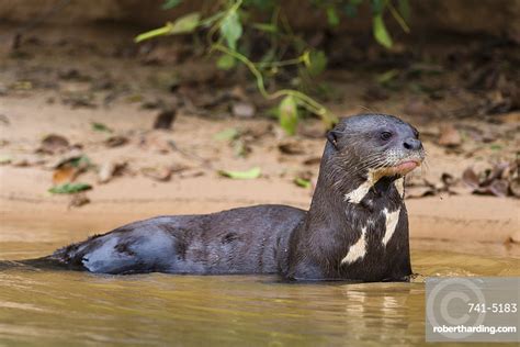 Giant River Otter Pteronura Brasiliensis Stock Photo